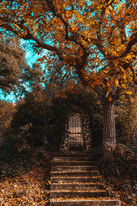 Low angle view of steps amidst trees during autumn