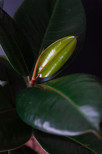 Close-up of water drop on leaves