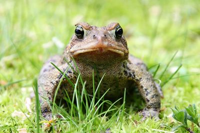 Closeup portrait of tough looking toad seen from eye level in the grass. 