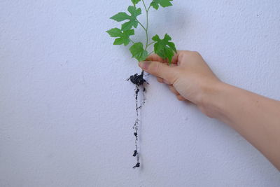 Midsection of person holding plant against white wall