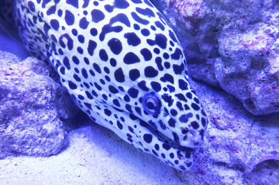 Close-up of coral underwater