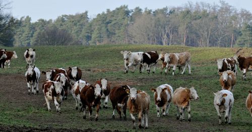 Cows grazing in a field