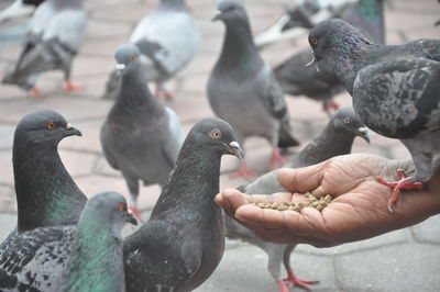 Close-up of hand feeding birds
