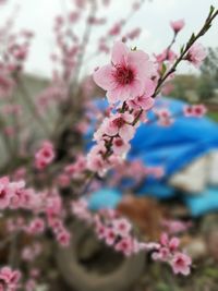 Close-up of pink cherry blossoms