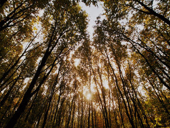 Low angle view of trees in forest against sky