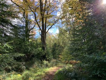 Trees growing in forest
