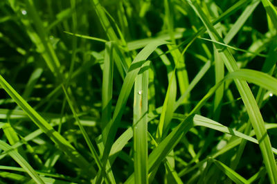 Close-up of dew drops on grass