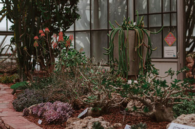 Potted plants against building