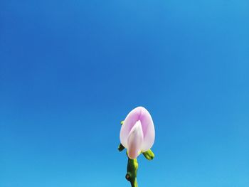 Close-up of pink tulip against blue sky