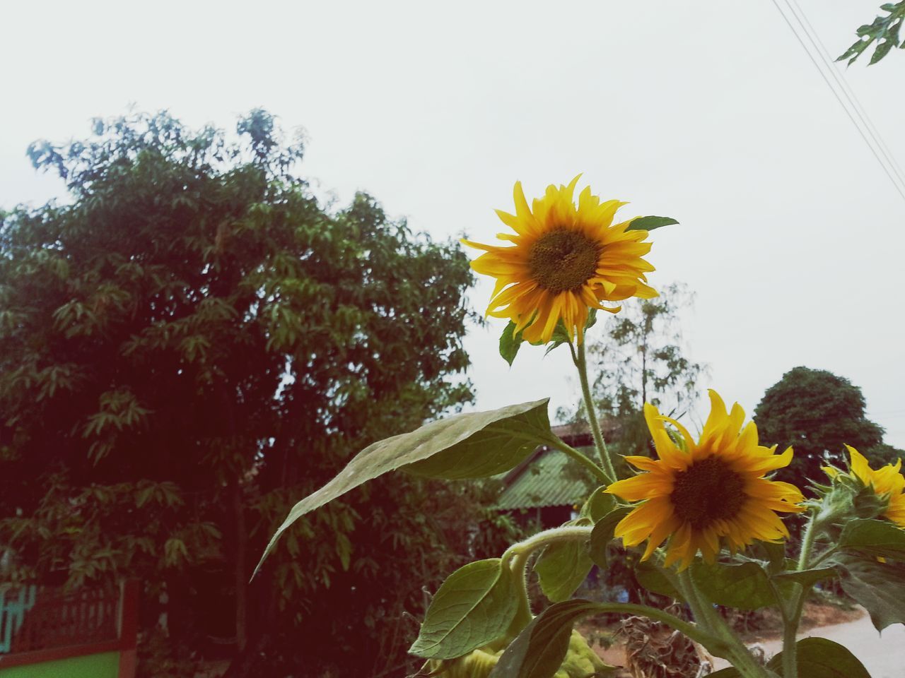 flower, yellow, freshness, fragility, petal, flower head, growth, sunflower, clear sky, plant, beauty in nature, blooming, leaf, nature, in bloom, low angle view, stem, built structure, copy space, blossom