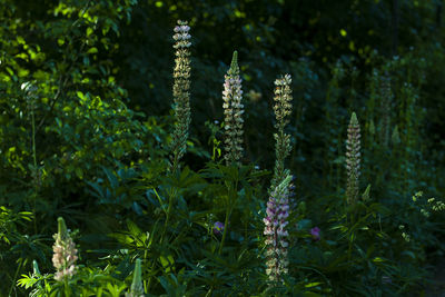 Close-up of flowering plants on land