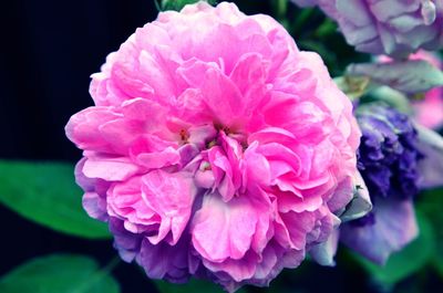 Close-up of pink flower blooming outdoors