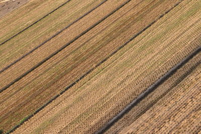 Full frame shot of agricultural field