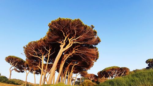 Low angle view of trees against clear blue sky