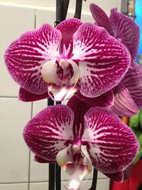 Close-up of pink orchid blooming