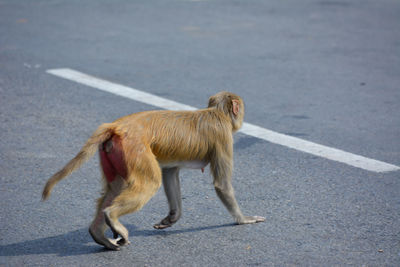 Side view of a dog walking on road
