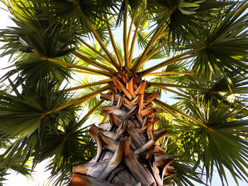 Low angle view of palm tree against sky