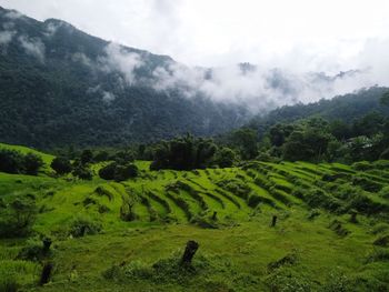 Scenic view of trees on field against sky