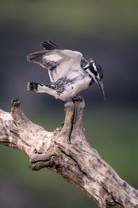 Close-up of bird perching on branch