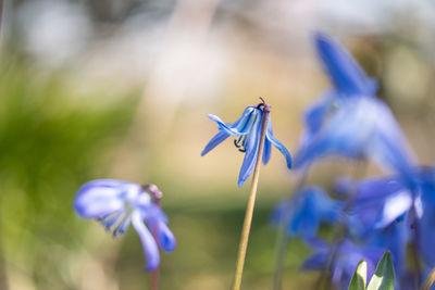Close-up of purple flowering plant
