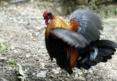 Side view of a rooster on field