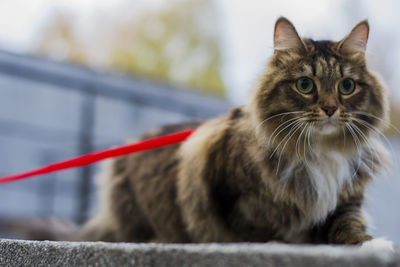 Close-up of cat sitting on street