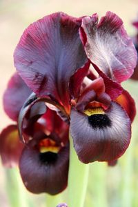 Close-up of purple flowering plant