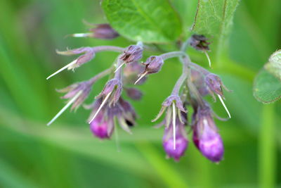 Close-up of purple flowering plant