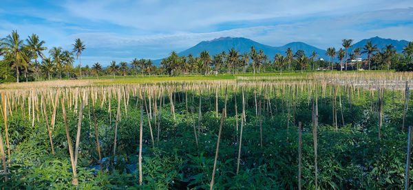 Scenic view of field against sky
