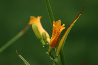 Close-up of flower against blurred background