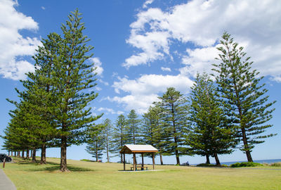 Trees on landscape against sky