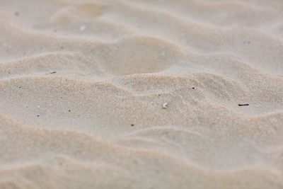 Close-up of birds on sand at beach
