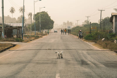 View of a dog on road in city