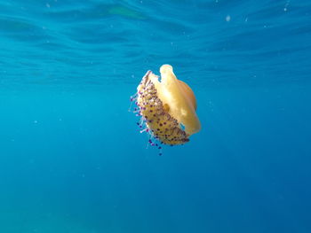 Fish swimming in sea