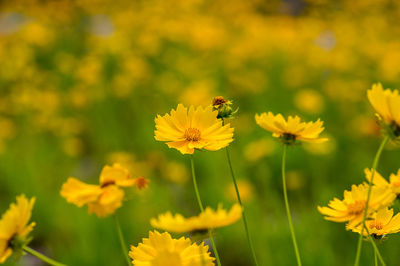 Close-up of insect on yellow flower