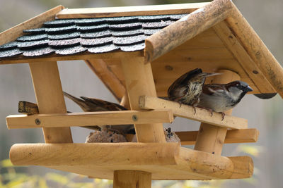 Low angle view of bird on wooden roof