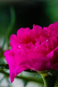 Close-up of pink flower blooming outdoors