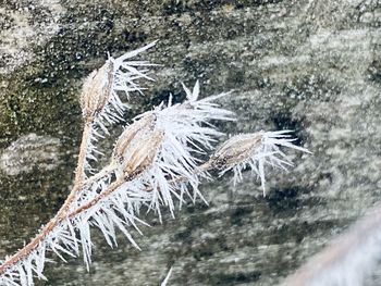 High angle view of frost on frozen plants