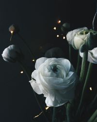 Close-up of white rose