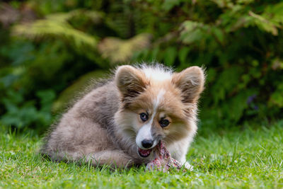 Portrait of dog on field