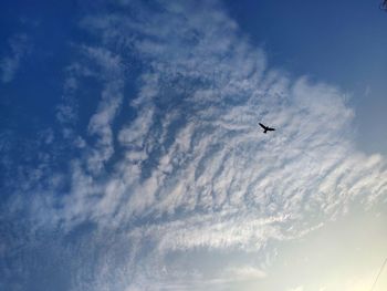 Low angle view of bird flying in sky