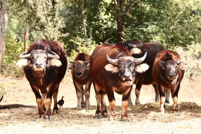 Cows standing on field