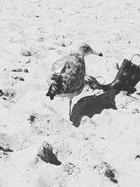 High angle view of bird perching on sand