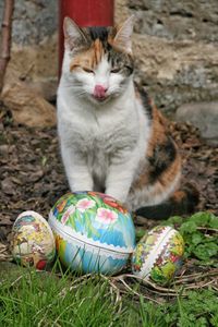 Cat sitting by easter eggs on grassy field