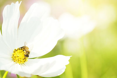 Close-up of insect on white flower