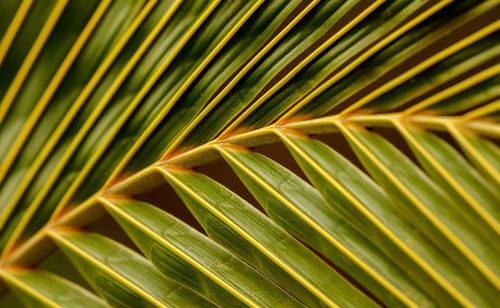 Full frame shot of palm leaves