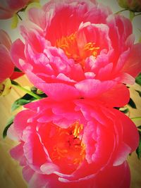 Close-up of pink rose