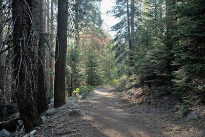 Pine trees in forest