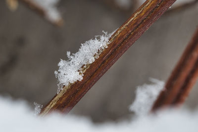 Close-up of frozen plant