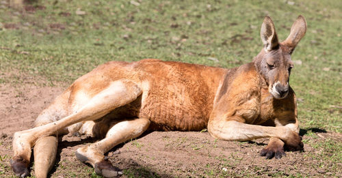 Lion lying on land